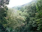 A Tijuca Nemzeti Park Riban